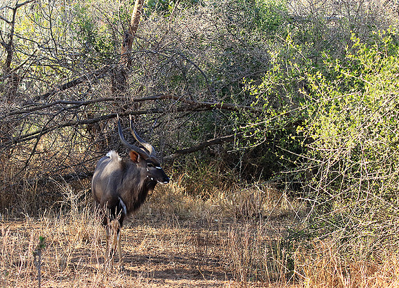 Malilangwe wildlife reserve