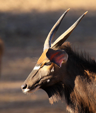 Malilangwe wildlife reserve