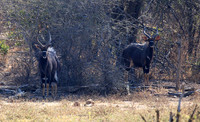 Malilangwe wildlife reserve