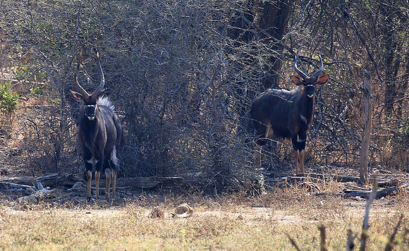 Malilangwe wildlife reserve