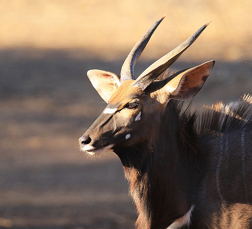Malilangwe wildlife reserve