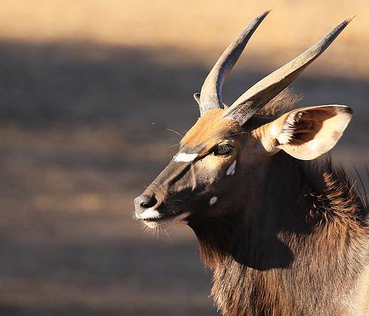 Malilangwe wildlife reserve