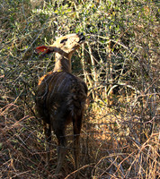Malilangwe wildlife reserve