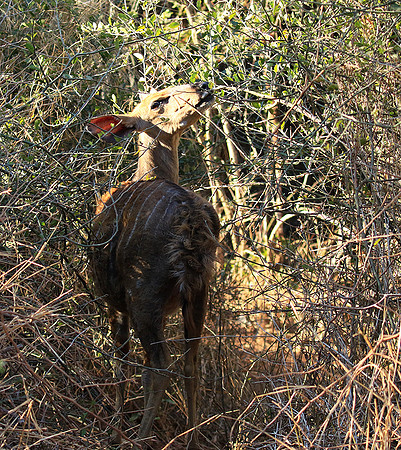Malilangwe wildlife reserve