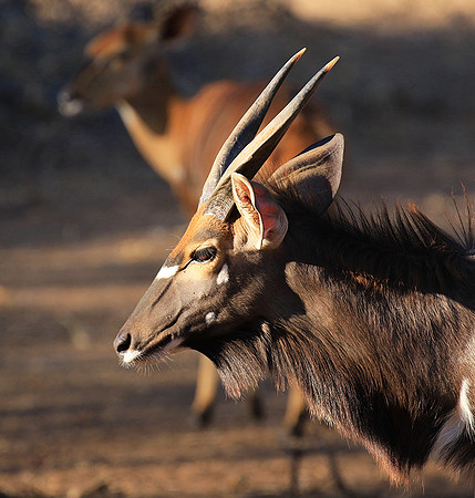 Malilangwe wildlife reserve