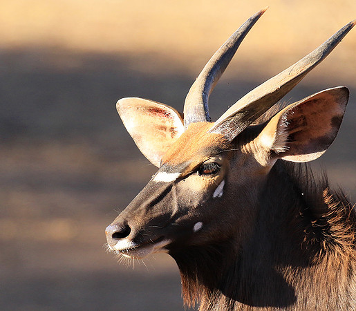 Malilangwe wildlife reserve