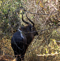 Malilangwe wildlife reserve