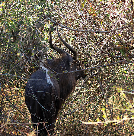Malilangwe wildlife reserve