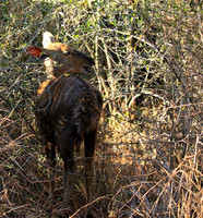 Malilangwe wildlife reserve