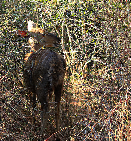 Malilangwe wildlife reserve