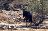 Malilangwe wildlife reserve