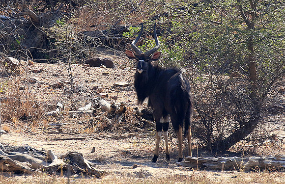 Malilangwe wildlife reserve