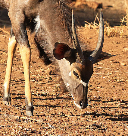 Malilangwe wildlife reserve