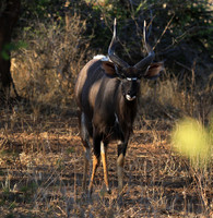Malilangwe wildlife reserve