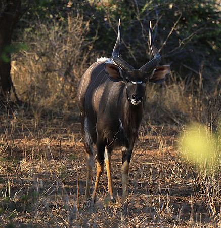 Malilangwe wildlife reserve