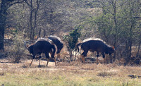 Malilangwe wildlife reserve