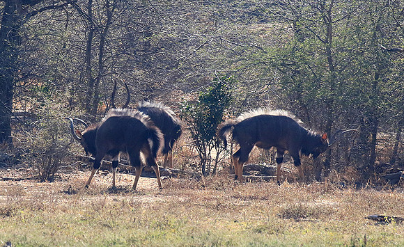 Malilangwe wildlife reserve