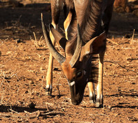 Malilangwe wildlife reserve