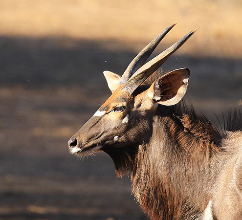 Malilangwe wildlife reserve