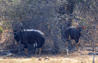 Malilangwe wildlife reserve