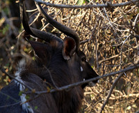 Malilangwe wildlife reserve