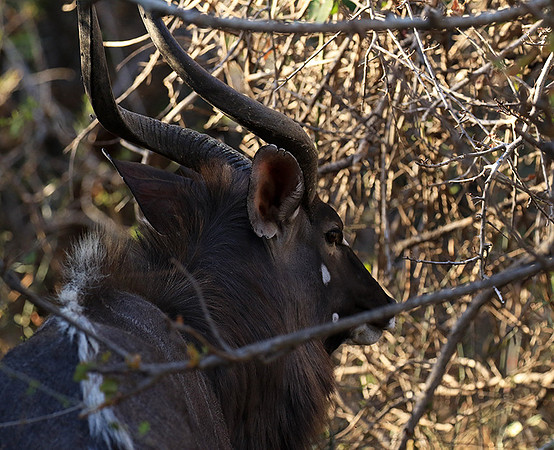 Malilangwe wildlife reserve