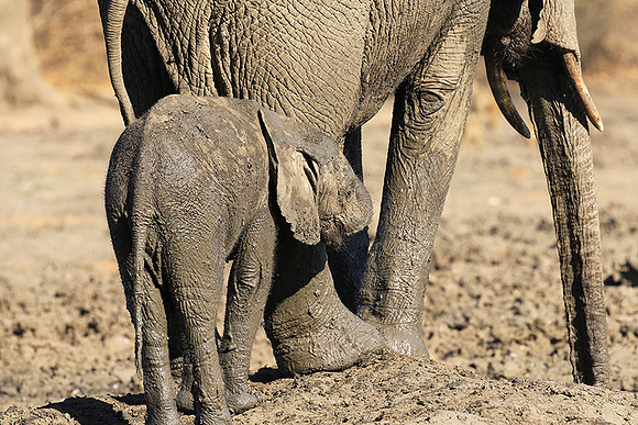 Mana Pools NP