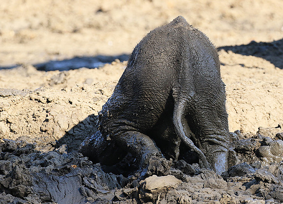 Mana Pools NP
