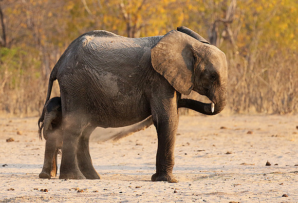 Hwange NP