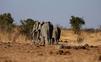 Hwange NP