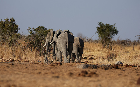Hwange NP