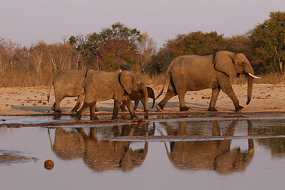 Hwange NP