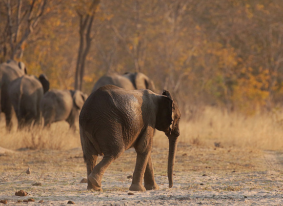 Hwange NP