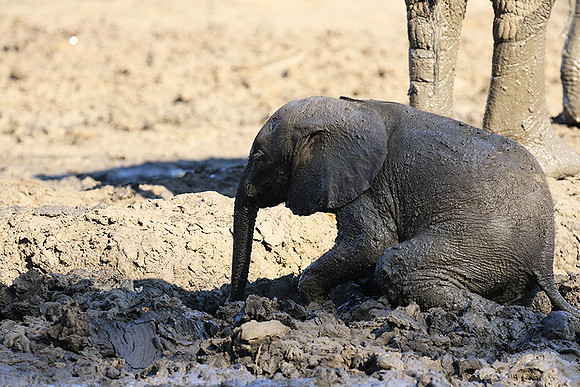 Mana Pools NP