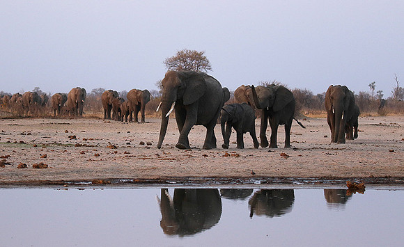 Hwange NP