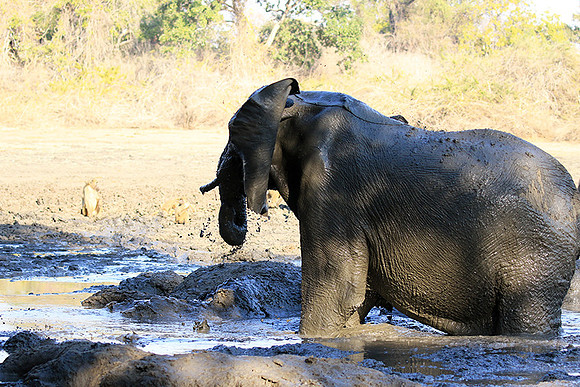 Mana Pools NP
