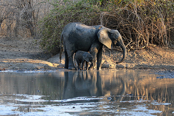 Mana Pools NP