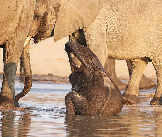 Hwange NP