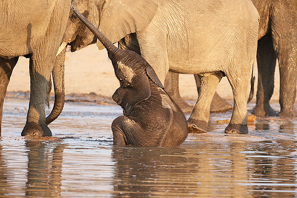 Hwange NP
