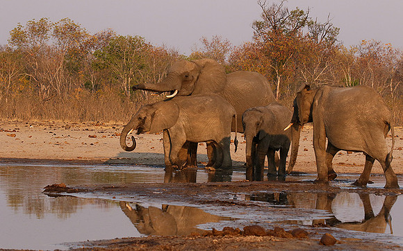 Hwange NP