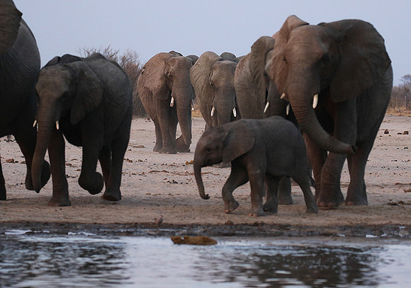 Hwange NP