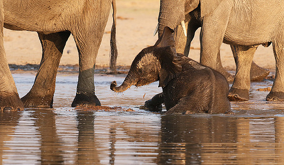 Hwange NP