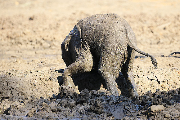 Mana Pools NP