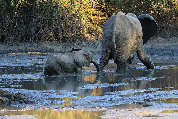 Mana Pools NP