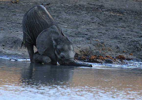 Mana Pools NP
