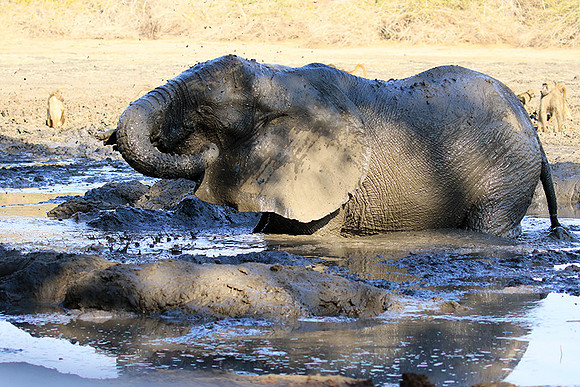 Mana Pools NP