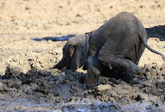 Mana Pools NP