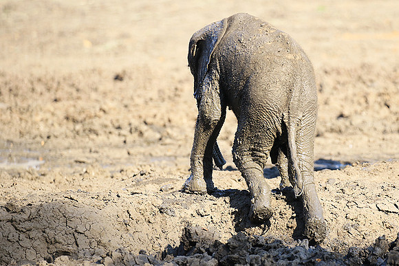 Mana Pools NP