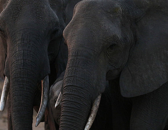 Hwange NP