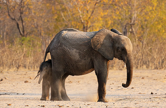 Hwange NP